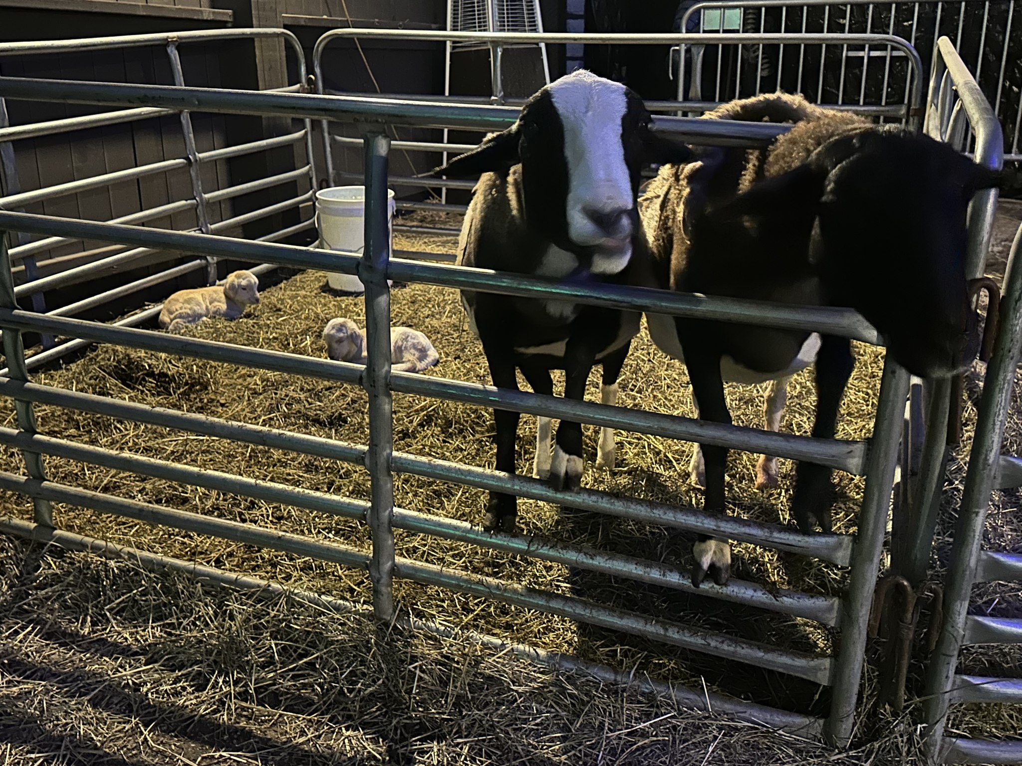 489197994_1119450310221003_8342661132170573602_n