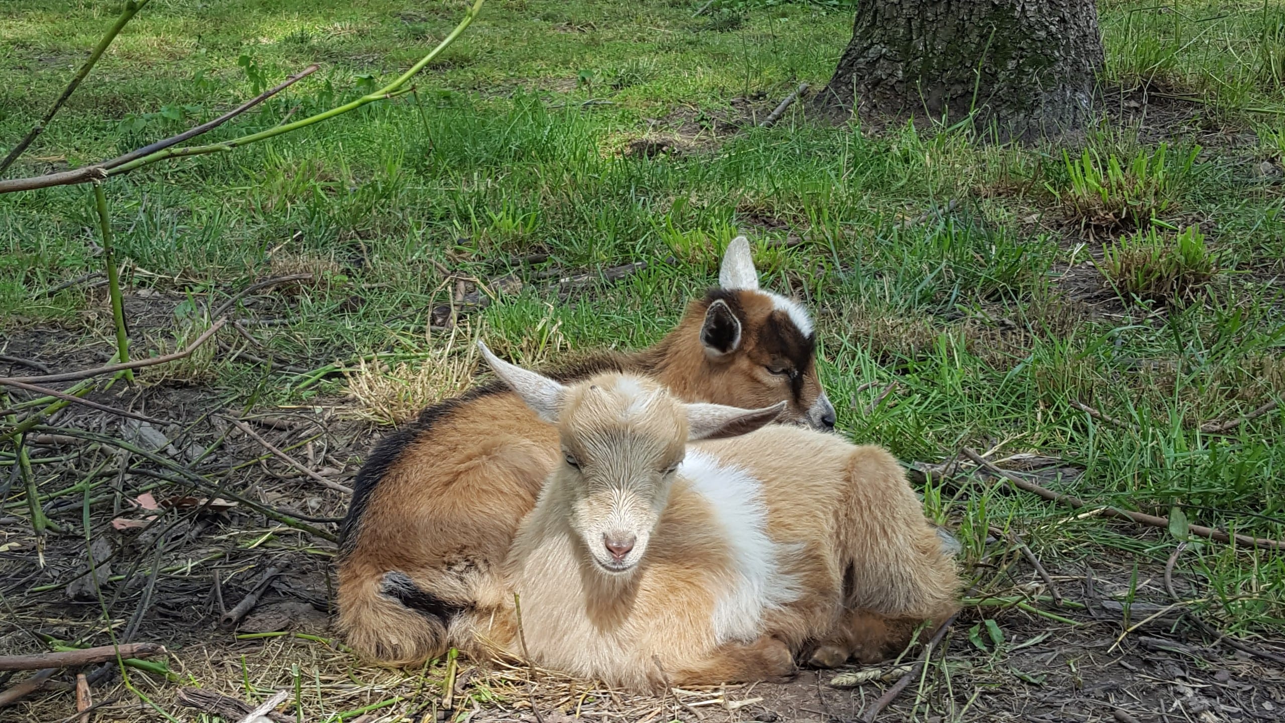 Land of Illusion Adventure Park Family Fun in Cincinnati & Dayton